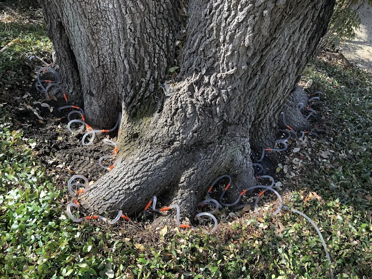Detailed Tree Cabling and Bracing job site in Revere